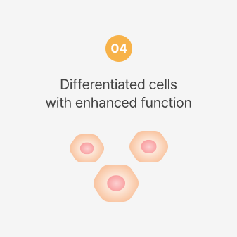 기능 강화된 분화세포